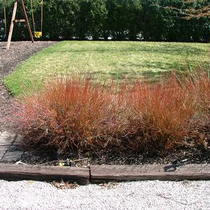 Cornus racemosa 'Hurzam'  - Huron® Dogwood - Shipped