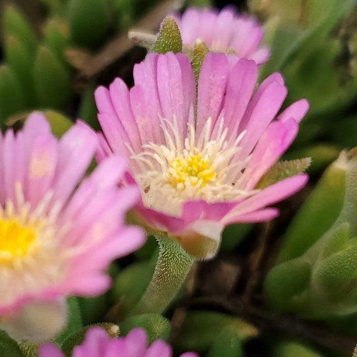 Delosperma cooperi 'Rose Quartz'  - Jewel of Desert® Rose Quartz Ice Plant - Shipped
