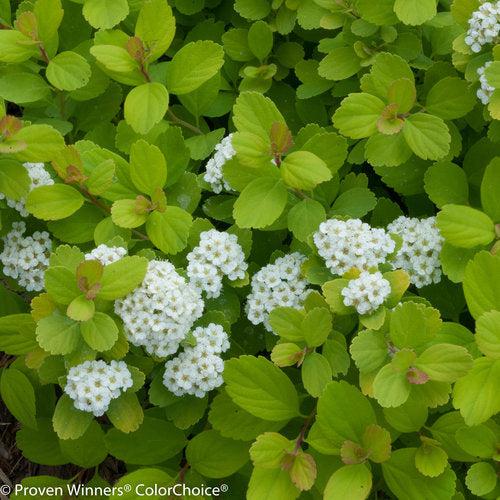 Glow Girl® Birchleaf Spirea - Shipped