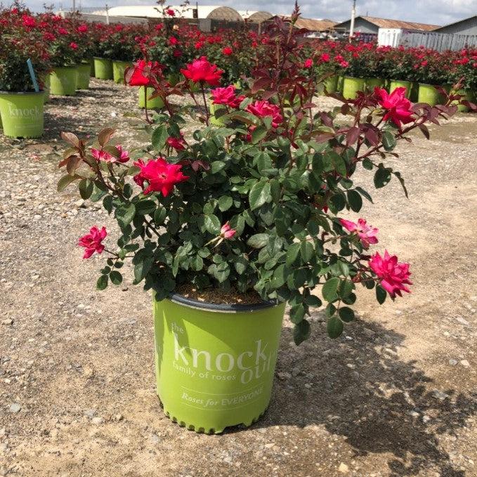 Rosa ‘Radtko’ PP 16,202  - Double Knock Out® Rose - Shipped