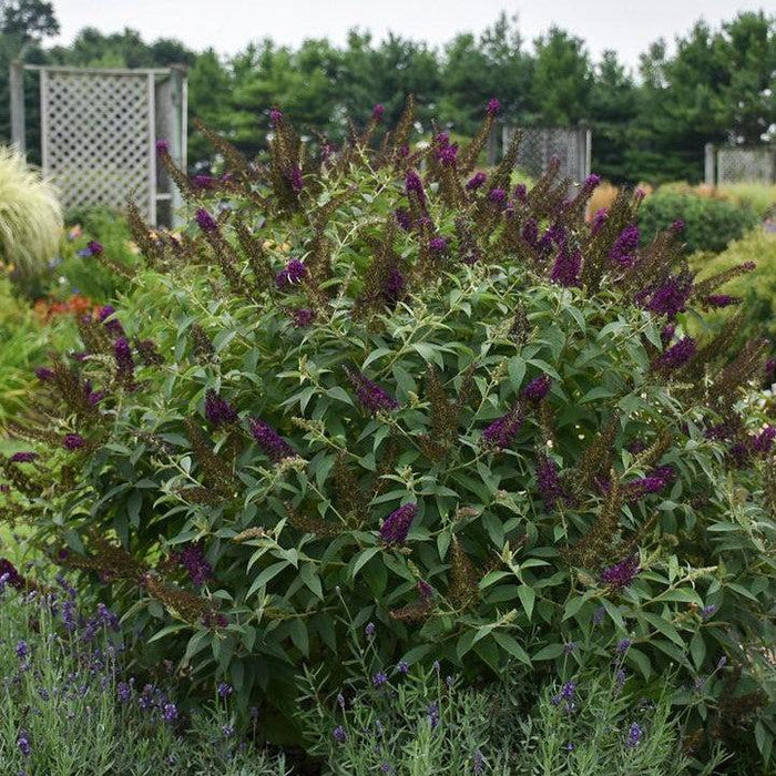 Buddleia 'Dark Dynasty' PP27,834  - MONARCH® Dark Dynasty Butterfly Bush - Shipped