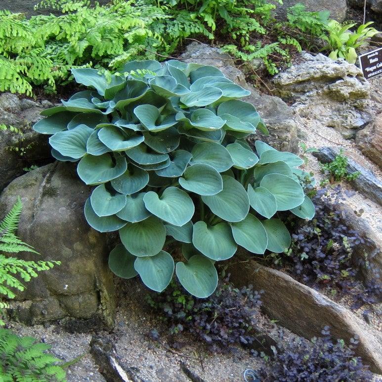 Blue Mouse Ears Hosta - Shipped