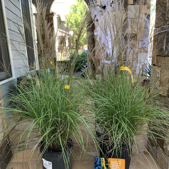 Miscanthus sinensis 'Adagio'  - Adagio Maiden Grass - Shipped