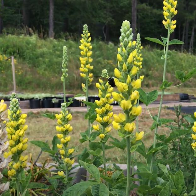 Baptisia australis 'American Goldfinch'  - American Goldenfinch False Indigo - Shipped