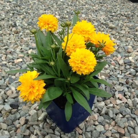 Coreopsis grandiflora 'DCOREO16'  - Solanna™ Golden Sphere Tickseed - Shipped