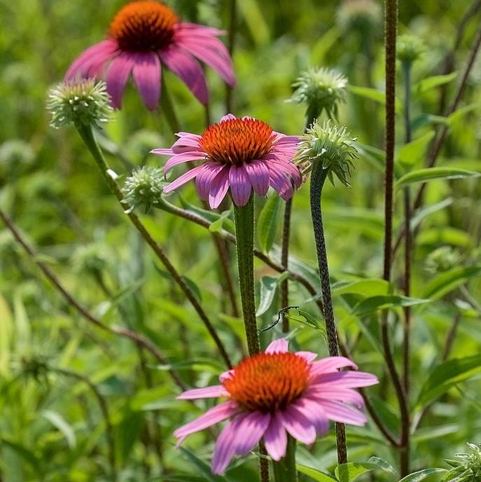 Purple Coneflower - Shipped