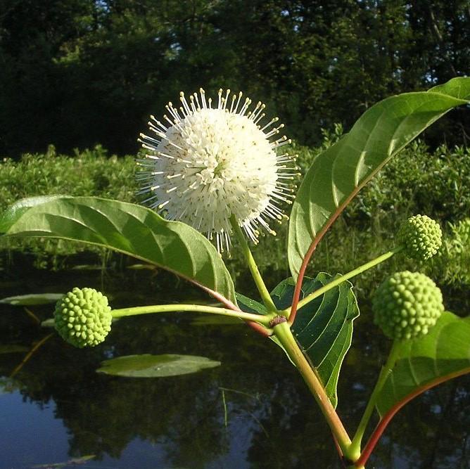 Cephalanthus occidentalis 'Fiber Optics'  - First Editions® Fiber Optics Cephalanthus - Shipped