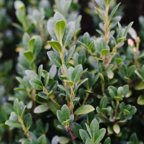 Ilex crenata 'MAD-IC-I' PP32,035  - First Editions® Chubby Hubby™ Japanese Holly - Shipped