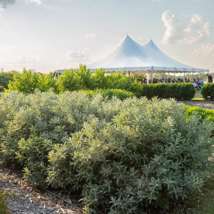 Salix candida 'Jefberg'  - First Editions® Iceberg Alley® Sageleaf Willow - Shipped