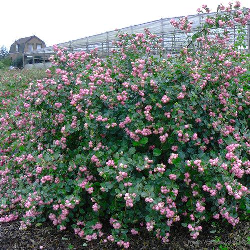 Proud Berry® Coralberry - Shipped