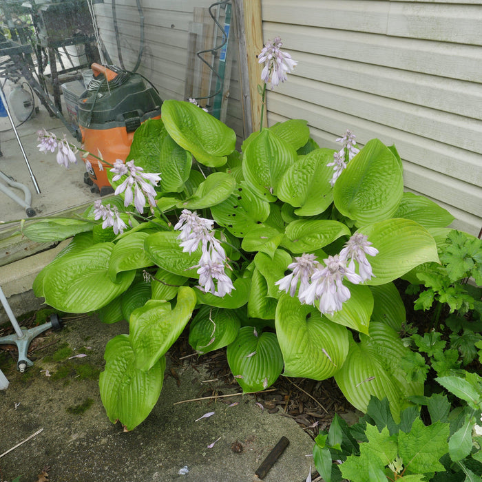 Hosta 'Sum and Substance'  - Sum and Substance Hosta - Shipped