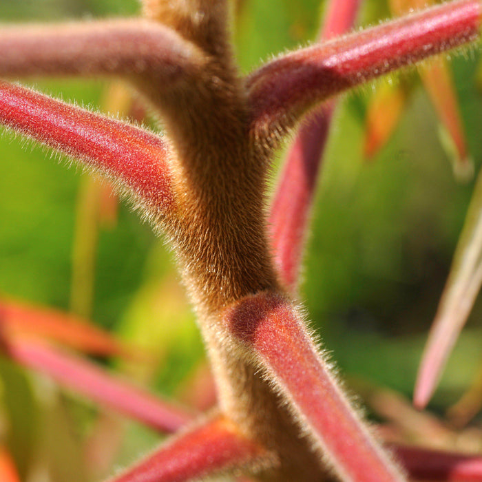 First Editions® Tiger Eyes Staghorn Sumac - Shipped