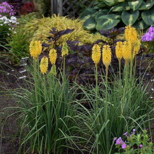 Kniphofia 'Solar Flare'  - PW® Pyromania® Solar Flare Red Hot Poker - Shipped