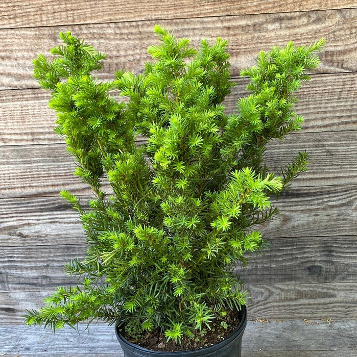 Taxus x media 'Densiformis'  - Dense Spreading Yew - Shipped
