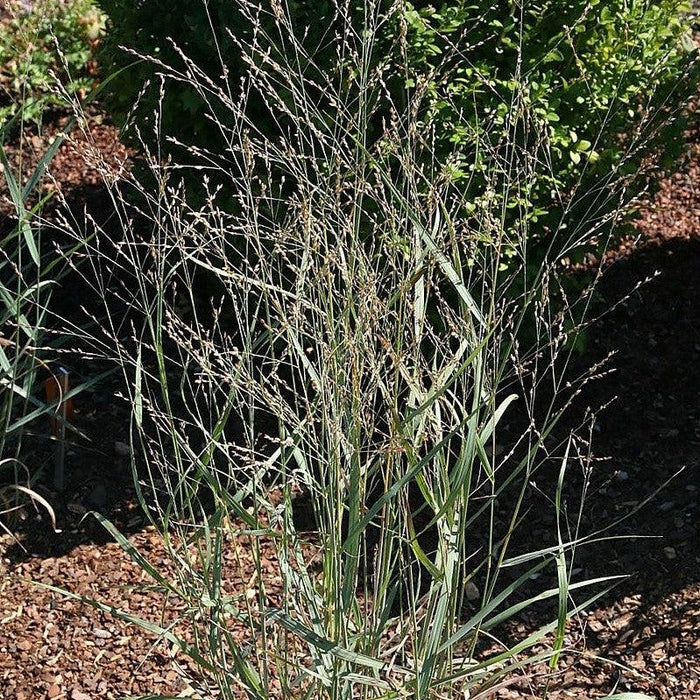 Panicum virgatum 'Heavy Metal'  - Heavy Metal Switch Grass - Shipped