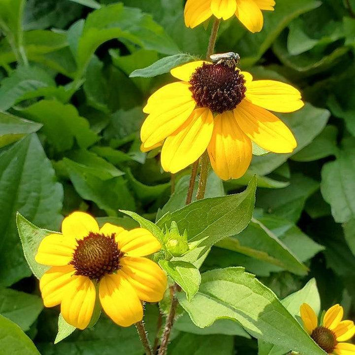 Rudbeckia triloba 'Blackjack Gold'  - Blackjack Gold Coneflower - Shipped