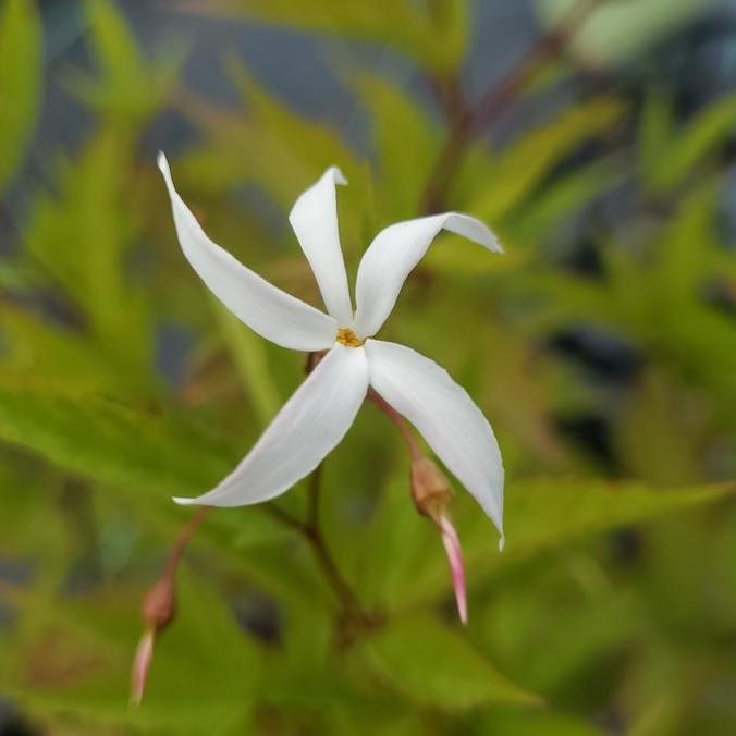 Porteranthus trifoliatus  - Bowman's Root - Shipped