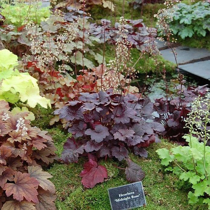 Heuchera x 'Midnight Rose'  - Midnight Rose Coral Bells - Shipped