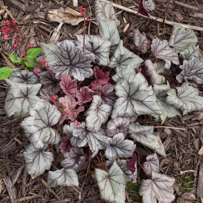 Heuchera 'Silver Gumdrop' PP29207  - Dolce® Silver Gumdrop Heuchera - Shipped