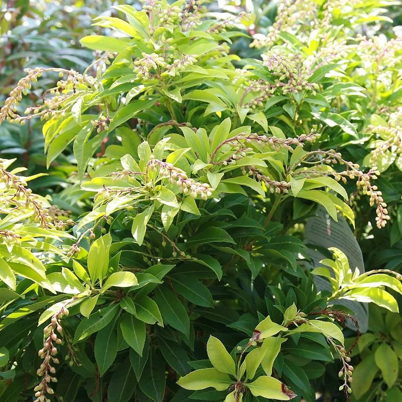 Mountain Fire Pieris - Shipped