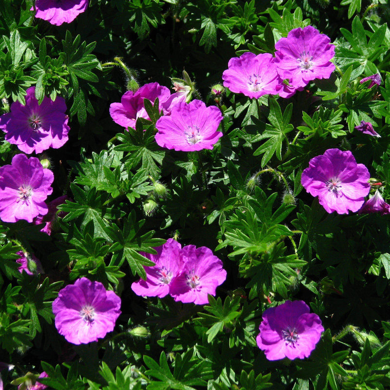 Maz Frei Bloody Cranesbill - Shipped