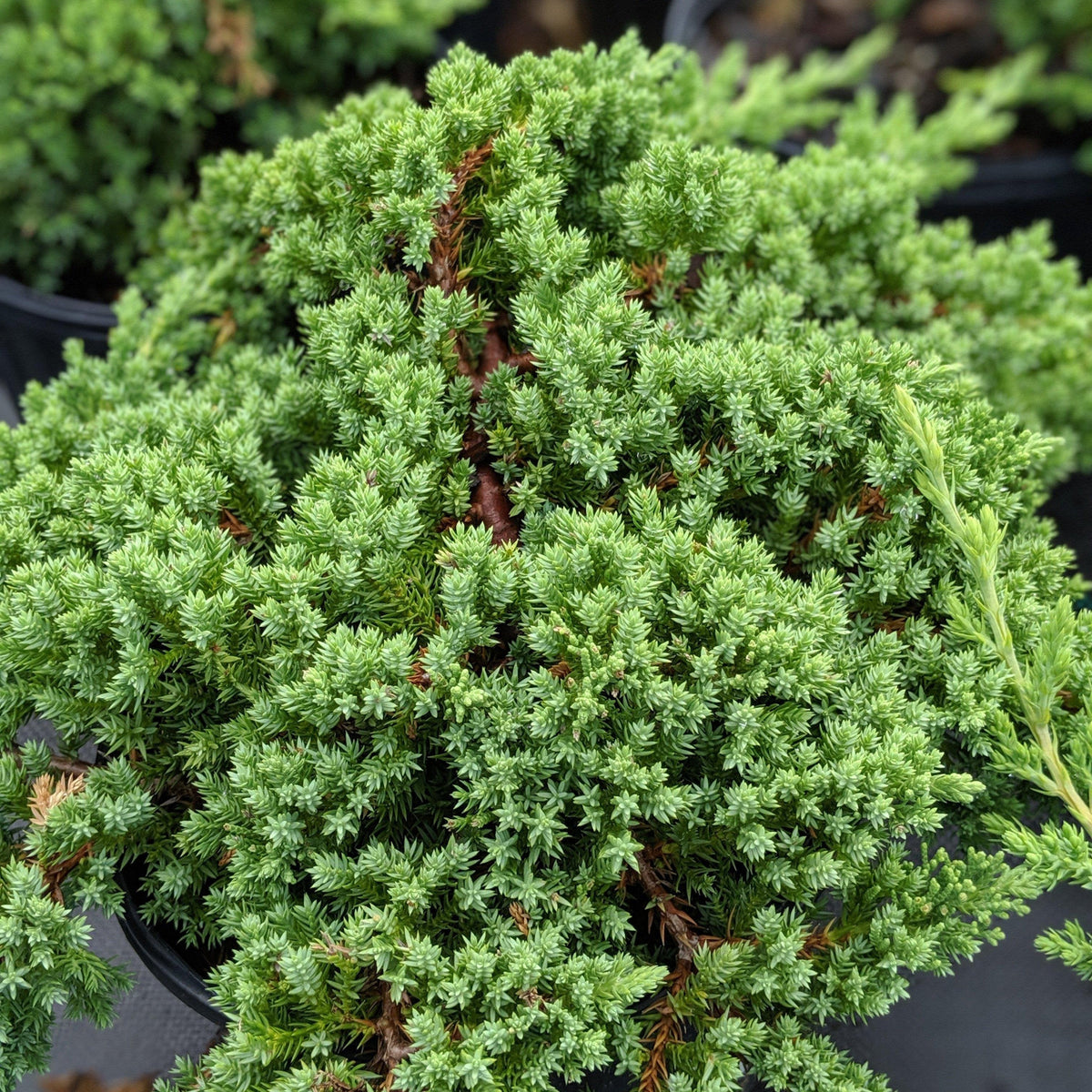 新品未使用　IBUKI JUNIPER Japanese Garden Juniper - Shipped — The Gardeners' Choice