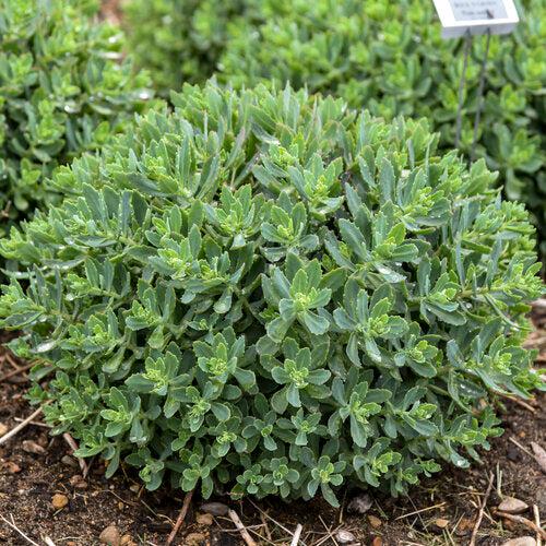 Sedum 'Pride And Joy'  - Rock 'N Grow® Pride And Joy Stonecrop - Shipped