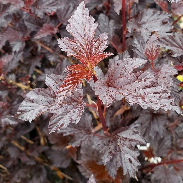 Physocarpus opulifolius 'SMNPMS'  - Summer Wine® Black Ninebark - Shipped