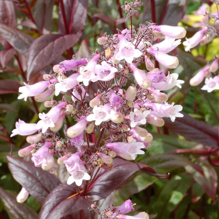 Penstemon 'Dark Towers'  - Dark Towers Beardtongue - Shipped