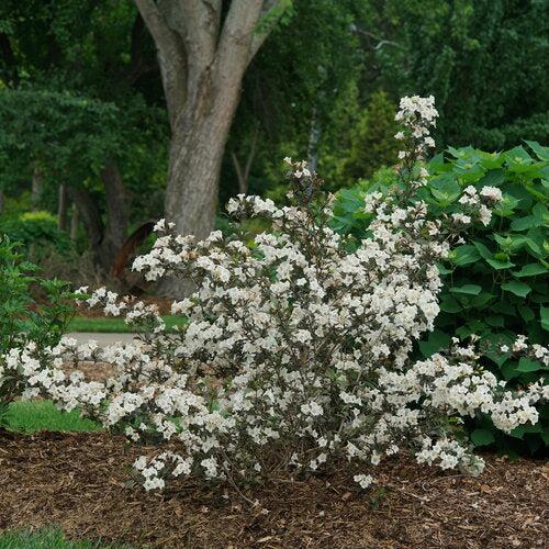 Weigela florida 'SMNWFGC'  - Wine & Spirits® Weigela - Shipped