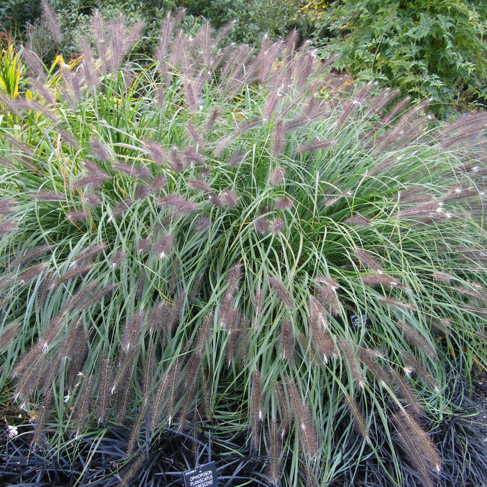 Pennisetum alopecuroides 'Red Head'  - Red Head Fountain Grass - Shipped