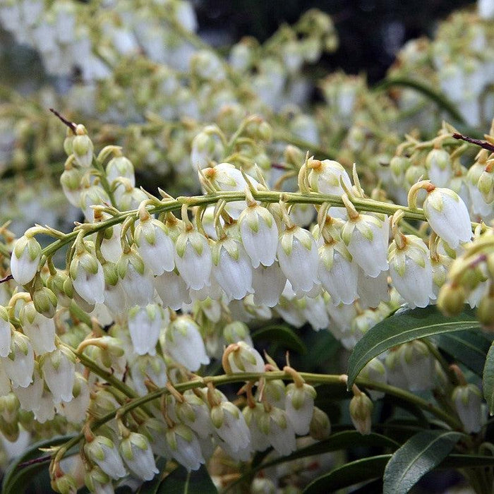 Pieris japonica 'Purity'  - Purity Andromeda - Shipped