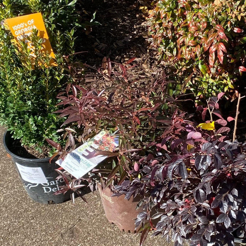 Burning Love™ Leucothoe - Shipped