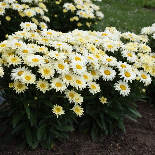 PW® Amazing Daisies® Banana Cream II Shasta Daisy - Shipped