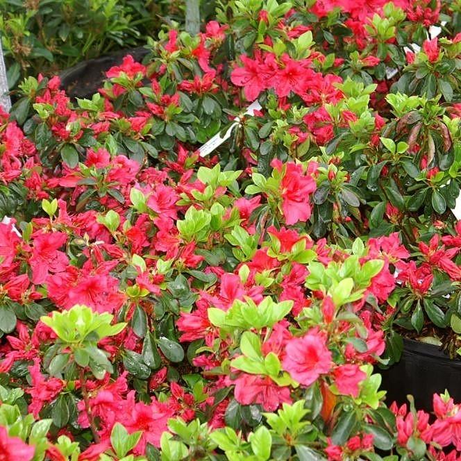 Girard's Crimson Azalea - Shipped