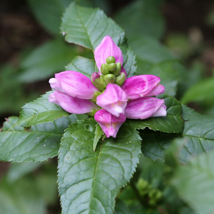 Chelone lyonii 'Hot Lips'  - Hot Lips Turtlehead - Shipped