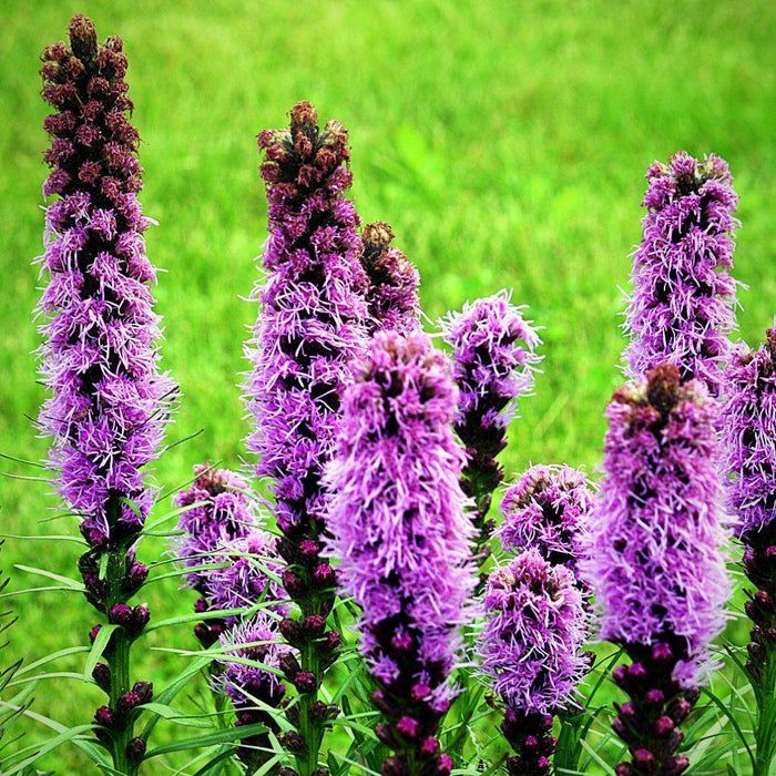 Liatris spicata  - Marsh Blazing Star, Gayfeather - Shipped