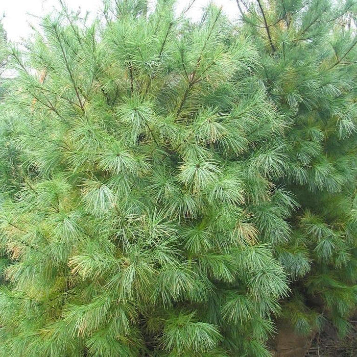 Pinus strobus  - White Pine - Shipped
