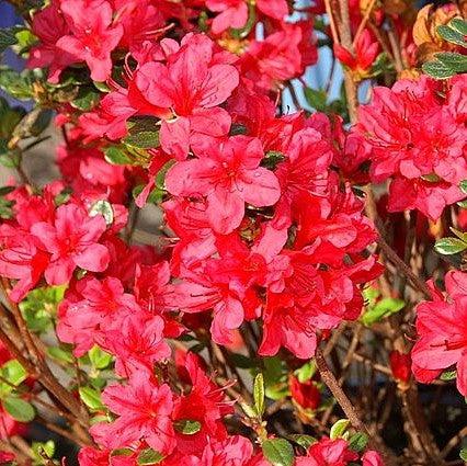 Rhododendron x 'Hino Crimson'  - Hino Crimson Azalea - Shipped