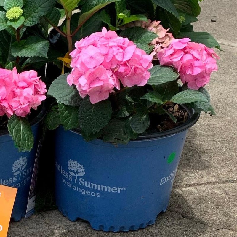 Endless Summer® Bloomstruck® Hydrangea - Shipped