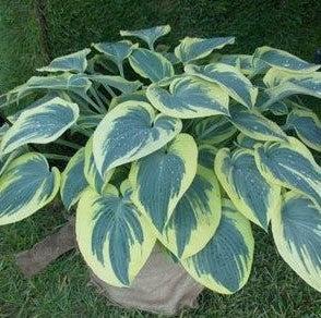 Hosta 'Blue Ivory'  - Blue Ivory Hosta - Shipped