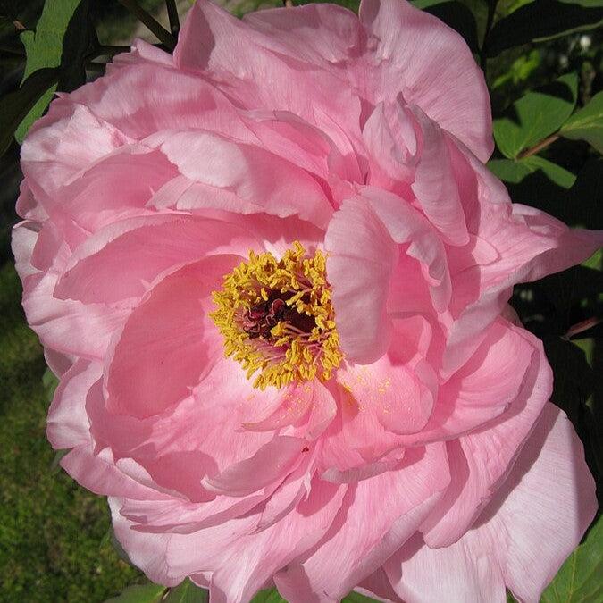 Paeonia 'First Arrival'  - First Arrival Itoh Peony - Shipped