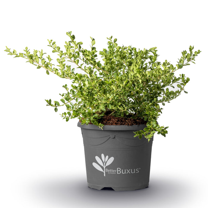 Buxus 'HER2010B04’ PP32273  - BetterBoxwood® Babylon Beauty™ Boxwood - Shipped