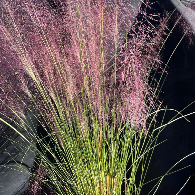 Pink Muhly Grass - Shipped