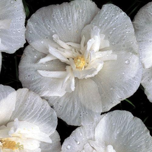 White Chiffon® Rose of Sharon - Shipped