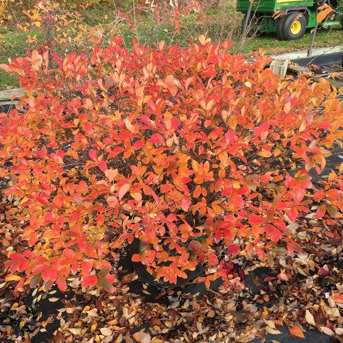 PW® Low Scape Mound® Aronia - Shipped