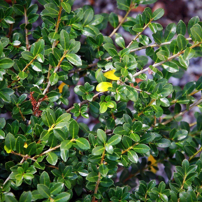Ilex crenata 'Green Lustre'  - Green Luster Holly - Shipped