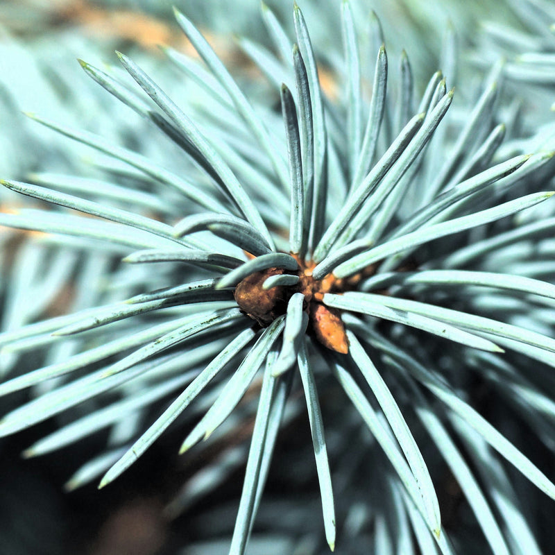 Picea pungens 'Baby Blue' - Shipped