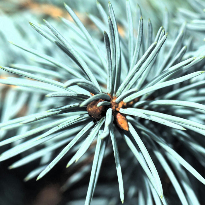 Picea pungens 'Baby Blue'