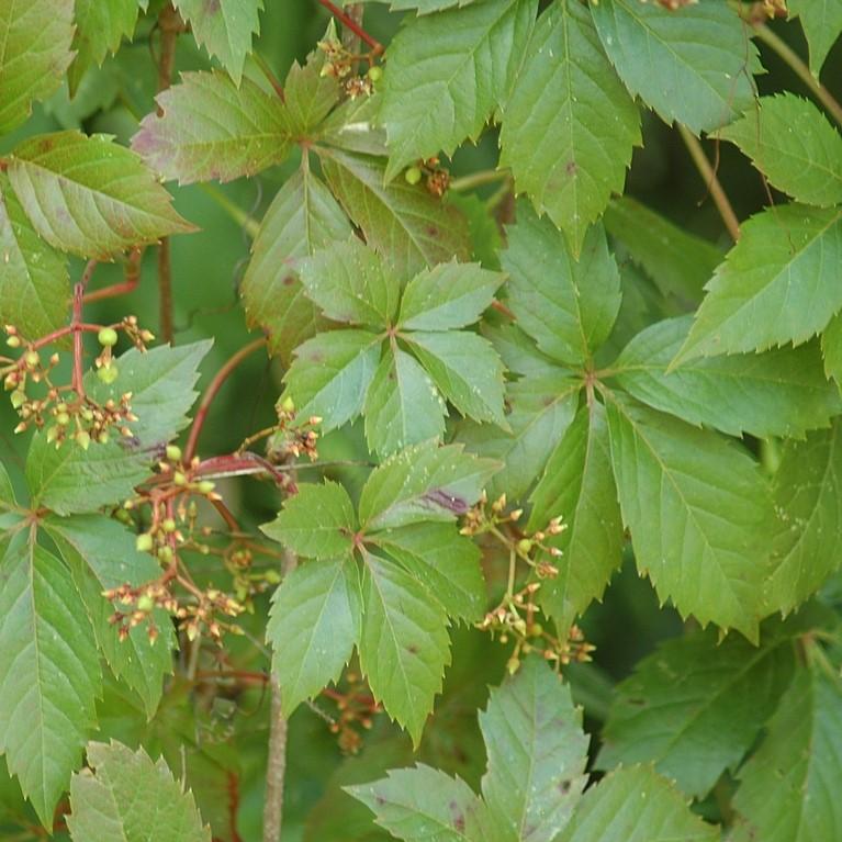 Virginia Creeper - Shipped